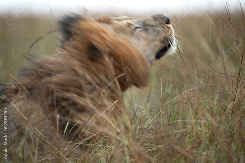 Photography Closeup of a Lion shaking its head after rain to remove water at Masai Mara, Ken