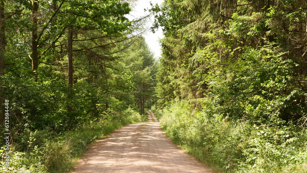 Waldweg bei Schillingen