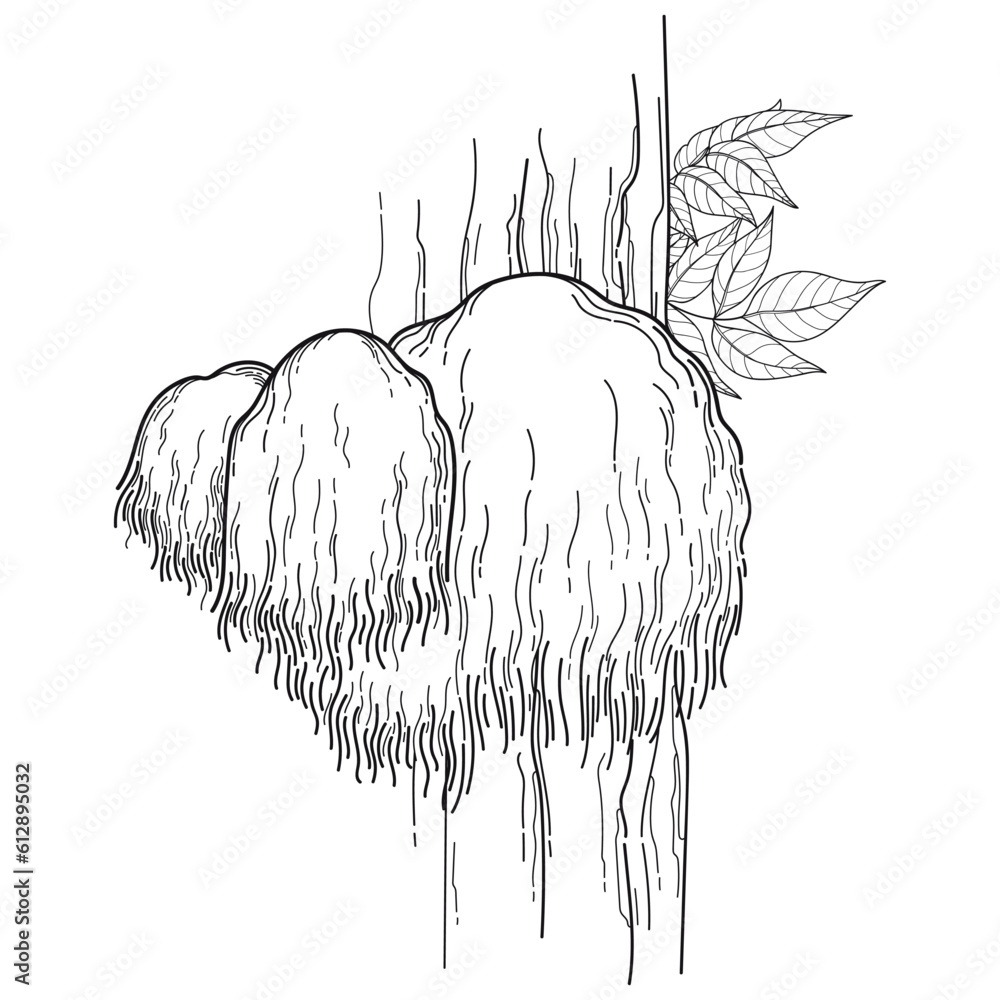 Bunch with outline Lion's mane mushroom or Hericium erinaceus in black isolated on white background. - obrazy, fototapety, plakaty 
