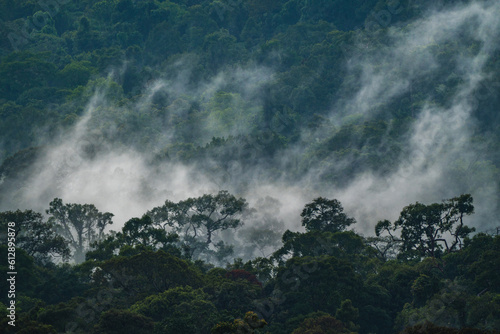 Landscape of Asia tropical rainforest, canopy tree of jungle green forest park outdoor, nature environment mountain view, concept of freedom relaxation in holiday for spa yoga and retreat