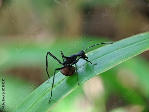 ant on a leaf