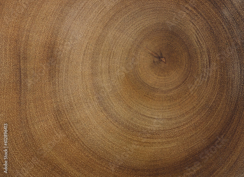 Cross section of tree trunk. Wood texture of cut tree trunk.
