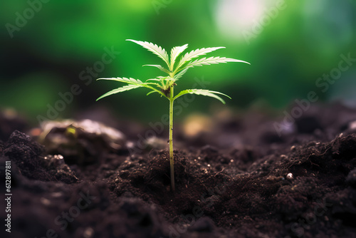 A young marijuana plant is growing out of the soil-Generative AI