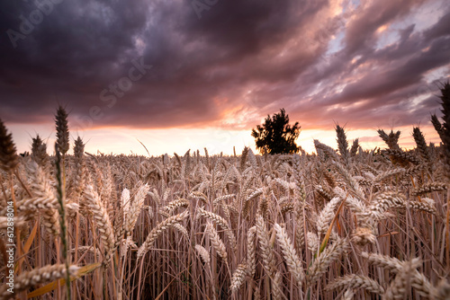 purple dramatic sky above wheat field