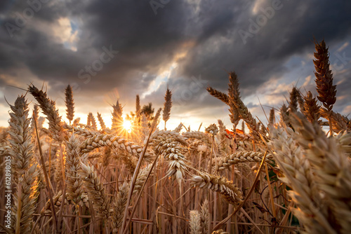 sunshine through wheat on field