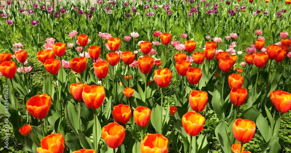 A flower bed of multi-colored bright tulips in a spring park. A flower bed of multi-colored bright tulips in a spring park.