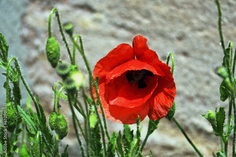 Fototapeta premium Mohnblume, Blüten, Blumen, Mohn, rot