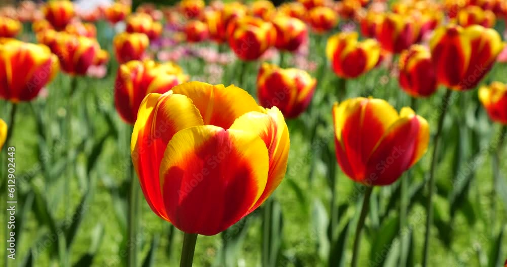 Yellow and red tulips bloom on a flower bed in a spring park. Yellow and red tulips bloom on a flower bed in a spring park.
