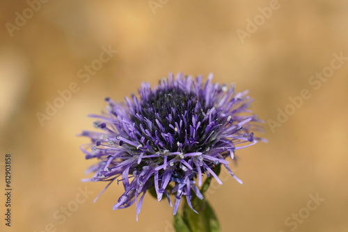 Closeup on the blue flower of the Common globularia Globularia vulgaris against a brown background photo