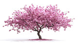 Pink sakura tree blooming isolated on white background. Generative ai