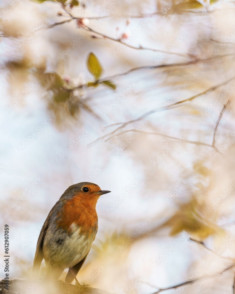 robin on a branch