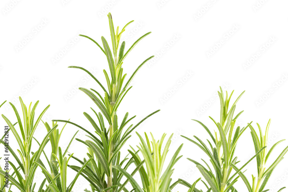 Branches of rosemary on a white background Branches of rosemary on a white background