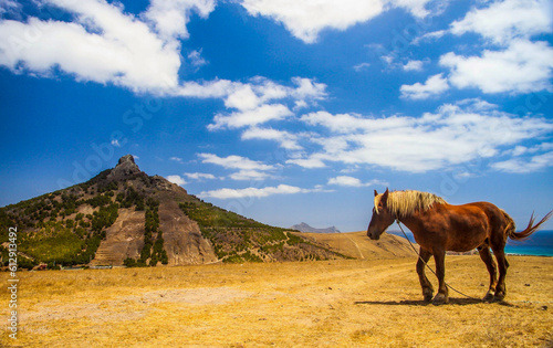 horse, sky moutain