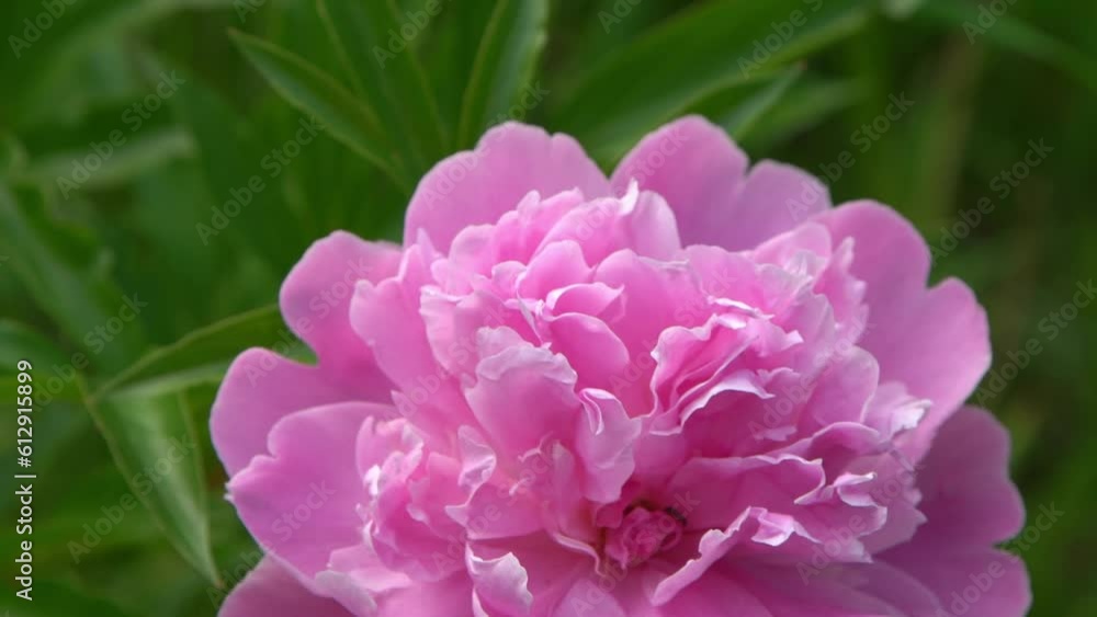 Pink peony on green background. Summer flower. Bud with petals closeup. Floral nature. Beautiful purple spring gentle flower bush leaves Pink peony on green background. Summer flower. Bud with petals closeup. Floral nature. Beautiful purple spring gentle flower bush leaves