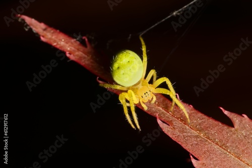 little young Nigma walckenaeri on red maple photo