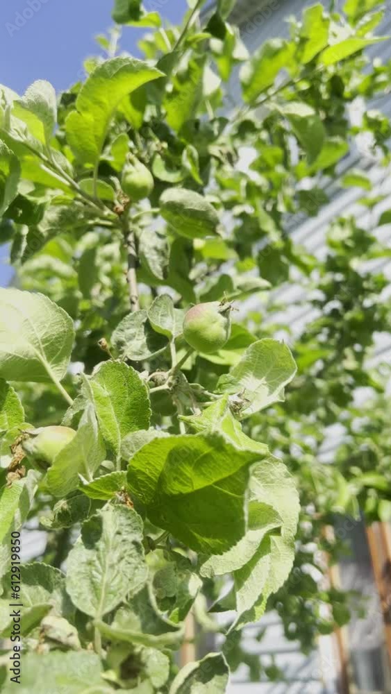 Apple tree branches with small green fruits swing in the wind in the garden. Farmer's garden. Apple tree branches with small green fruits swing in the wind in the garden. Farmer's garden.