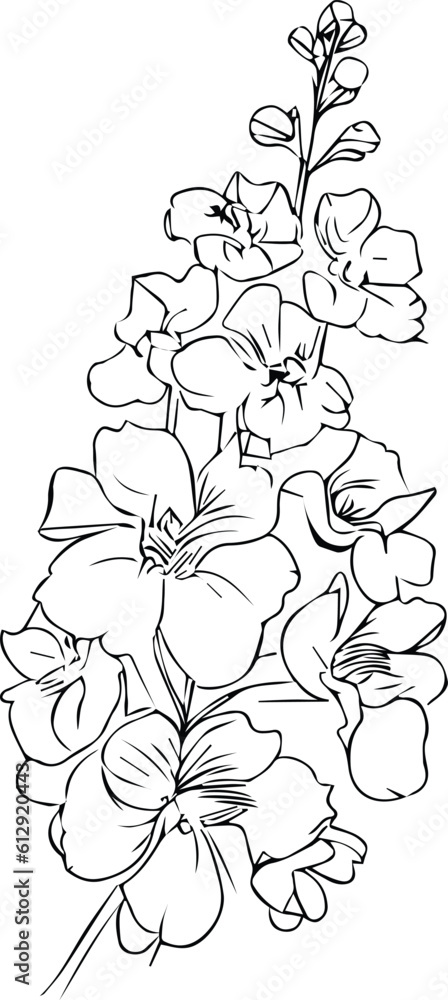 minimalist july birth flower larkspur tattoo, larkspu drawings, Vector sketch delphinium of flowers.  Vector illustration of a Beautiful flower with a bouquet of primrose flowers and leaves.