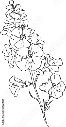 
Delphinium flower drawing, Monochrome hand drew doodle flowers larkspur, sketch for coloring page, vector illustration botanical delphinium drawing black and white delphinium tattoo black and white, 