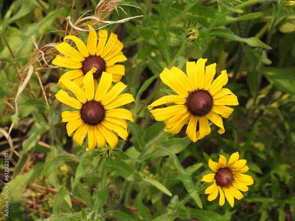 Black-eyed Susans, rudbeckia hirta, bloomed during the summer season, Kent County, Delaware. Black-eyed Susans, rudbeckia hirta, bloomed during the summer season, Kent County, Delaware.