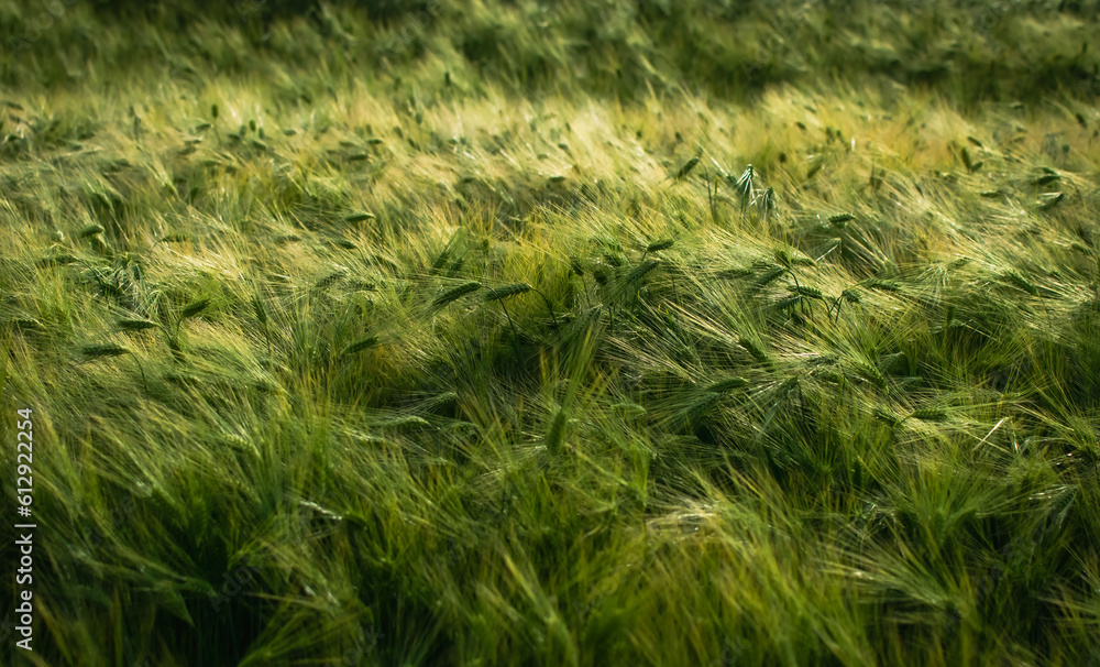 View of a field with grown grain View of a field with grown grain