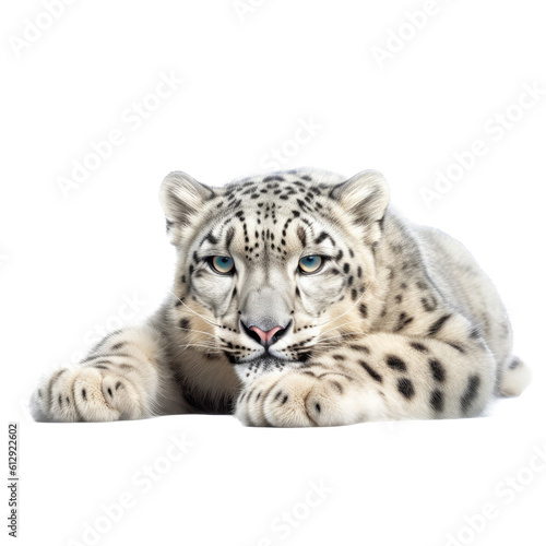 A Snow Leopard resting, full body, big cat, beautiful creature, Wildlife-themed, photorealistic illustrations in a PNG, cutout, and isolated. Generative AI