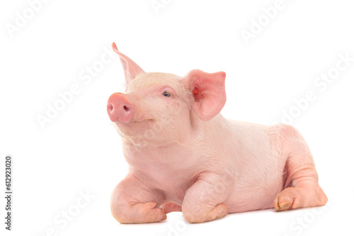 Fotografiet Happy young pig isolated on white background