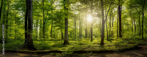 Beech forest panorama and the sun, with bright rays of light beautifully shining through the trees. Generative AI