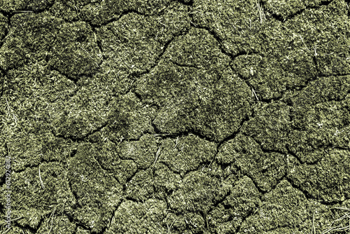 Ausgetrocknetes Moos am Erdboden