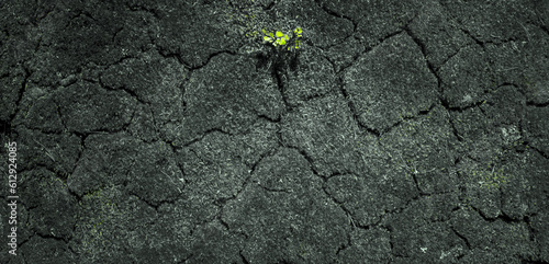 Junger Pflanzentrieb in einem ausgtrockneten Stück Erdboden