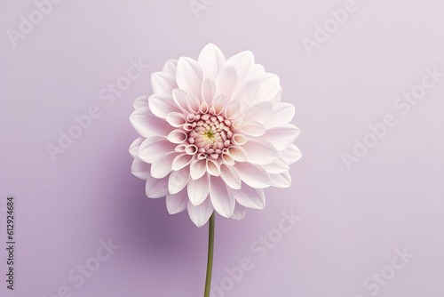 Dahlia flower on neutral light purple background. Minimal stylish still life floral composition