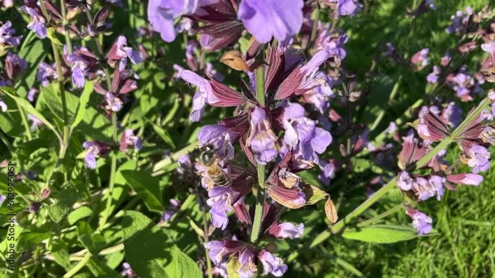 Bee in flight and on violer flower of Wild sage, Salvia nemorosa blooming bush. Close-up shot in slow motion. Bee in flight and on violer flower of Wild sage, Salvia nemorosa blooming bush. Close-up shot in slow motion.