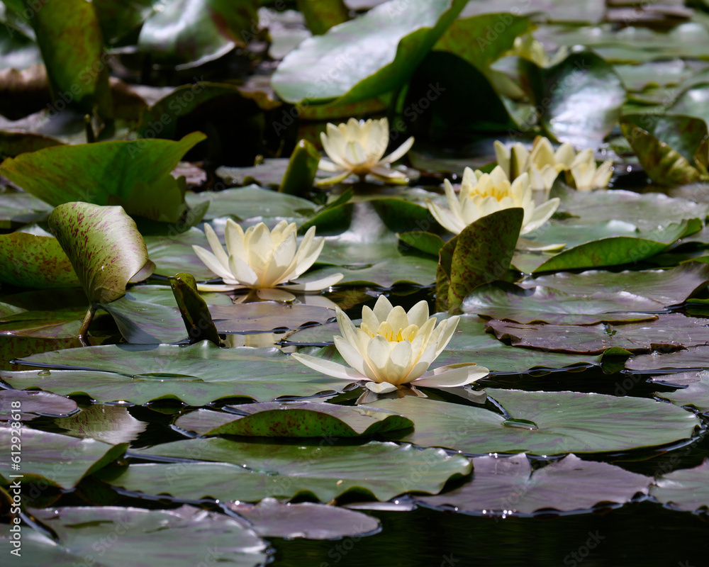北海道庁旧本庁舎・赤レンガ前の池に咲く睡蓮 / Water lilies blooming in the pond in front of the Former Hokkaido Government Office (Red Brick Office) 北海道庁旧本庁舎・赤レンガ前の池に咲く睡蓮 / Water lilies blooming in the pond in front of the Former Hokkaido Government Office (Red Brick Office)