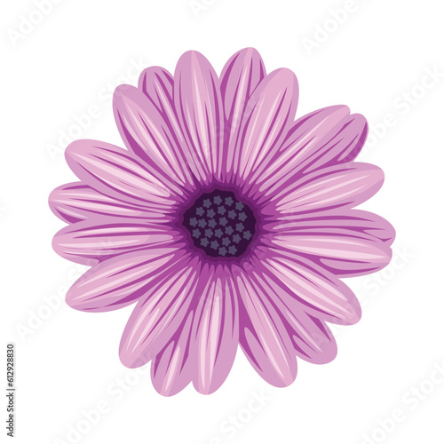 Purple daisy flower vector, purple flower vector