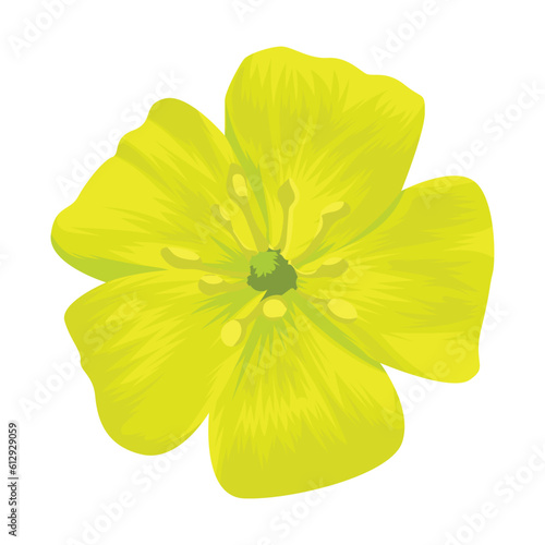 Yellow Tribulus Omanense Flower Vector, Yellow Flower Vector