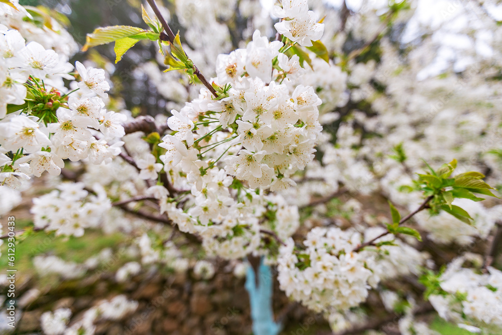 white Cherry blossoms against a blurred background. Spring blooming tree white Cherry blossoms against a blurred background. Spring blooming tree