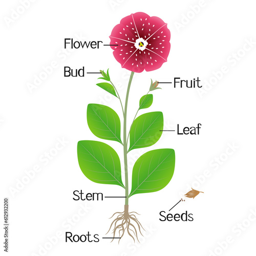 Parts of petunia plant on a white background.