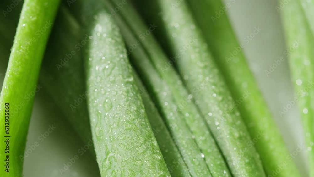 Bunch of green onion feathers with drops of water on a cutting board, Close-up macro rotating shot. Bunch of green onion feathers with drops of water on a cutting board, Close-up macro rotating shot.