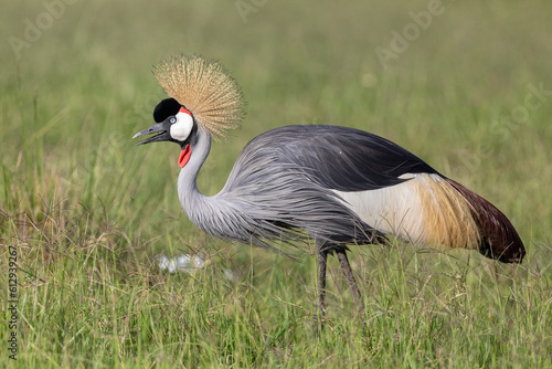 Grey Crowned Crane