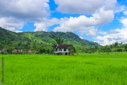 A rice field with traditional Sumatran houses on a sunny day in a quiet village