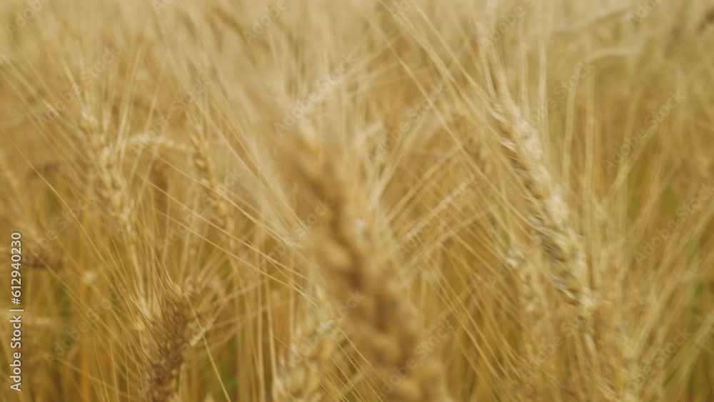 Golden wheat colossus waving with the wind. 4k video footage in slow motion Golden wheat colossus waving with the wind. 4k video footage in slow motion