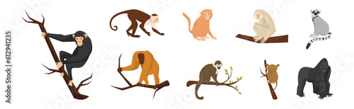 Monkey as Arboreal Ape with Long Tail Sitting on Branch Vector Set