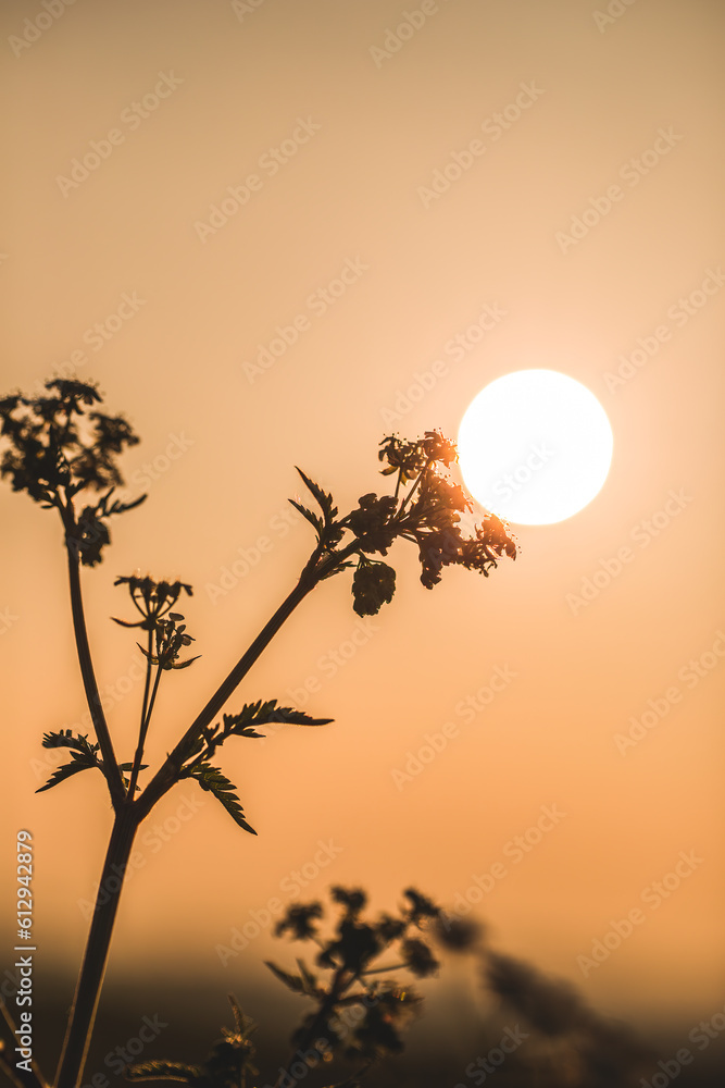 sunset against a plant forming a sun lamp.