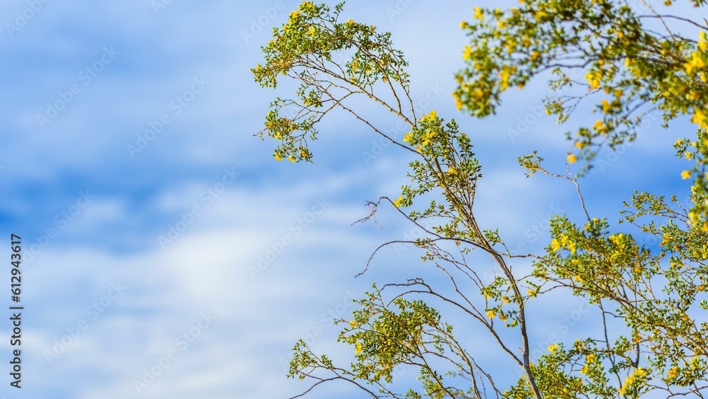Desert Oasis: Captivating Tree Blossom on Sand Dune Hill - Striking 4K Image Desert Oasis: Captivating Tree Blossom on Sand Dune Hill - Striking 4K Image