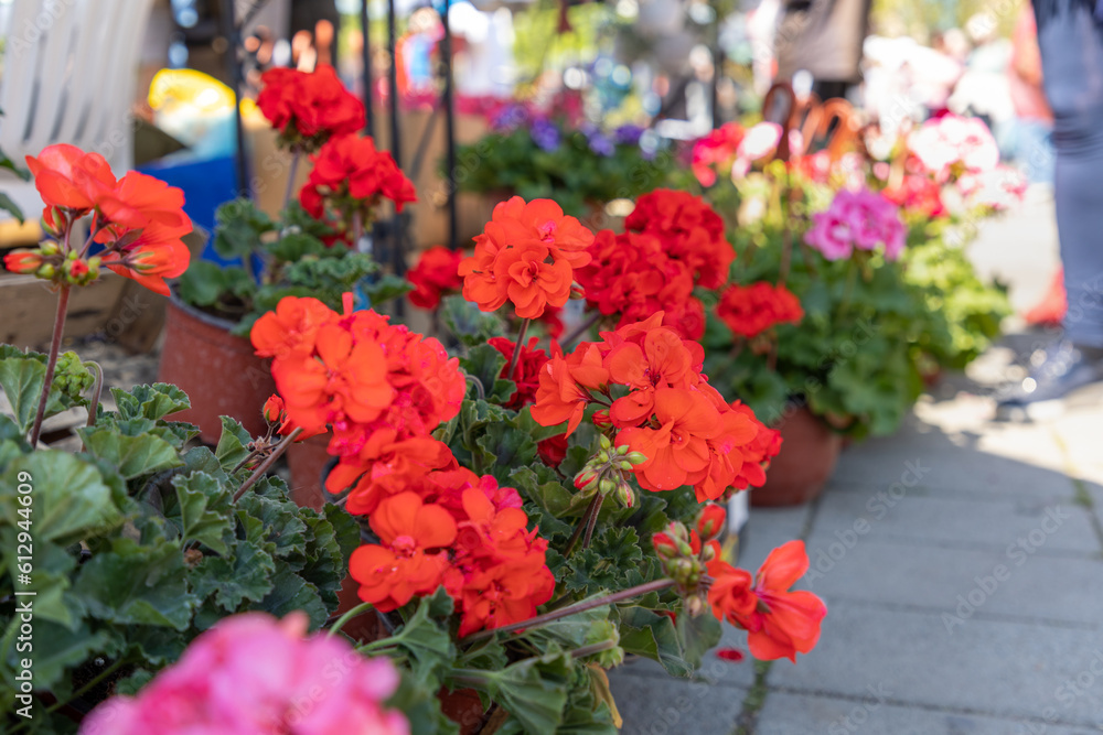 Close up of blooming geraniums at flower market. Spring flower festival Close up of blooming geraniums at flower market. Spring flower festival