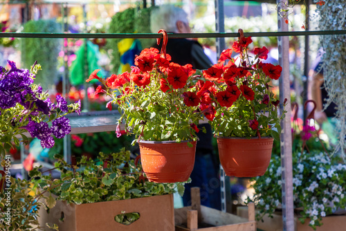 Flowering plant in two pots at spring festival. Summer blooming and gardening