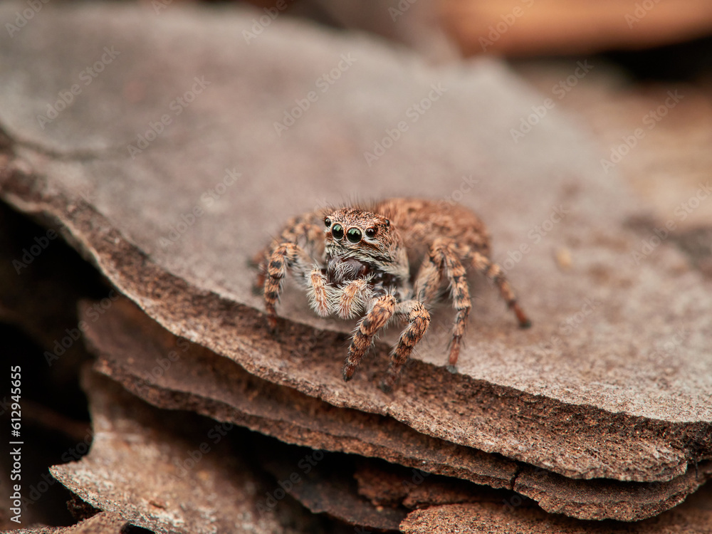 Jumping spider in a natural environment. Genus Aelurillus. Female. Jumping spider in a natural environment. Genus Aelurillus. Female.