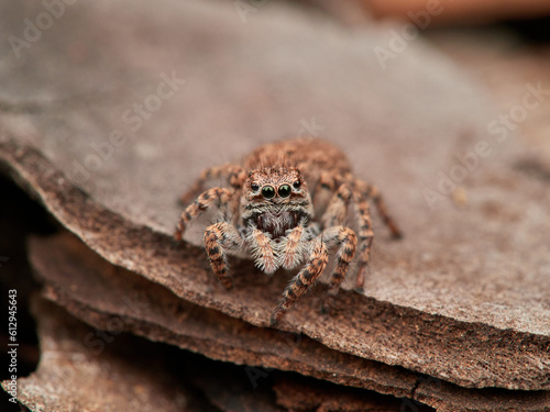 Jumping spider in a natural environment. Genus Aelurillus. Female. 