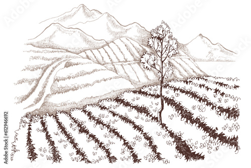 Tea plantation landscape in graphic style