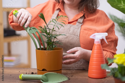 woman home gardener using rake and trovel as gardening tools for potting a chamedorea plant and watering with spray bottle. photo