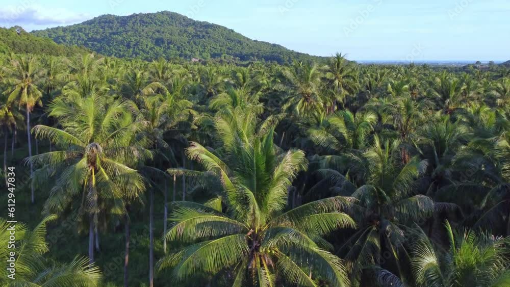 A bird's eye view from a drone shows a large coconut plantation near the hillside in the tropical forest of Thailand, agriculture and nature concept. A bird's eye view from a drone shows a large coconut plantation near the hillside in the tropical forest of Thailand, agriculture and nature concept.